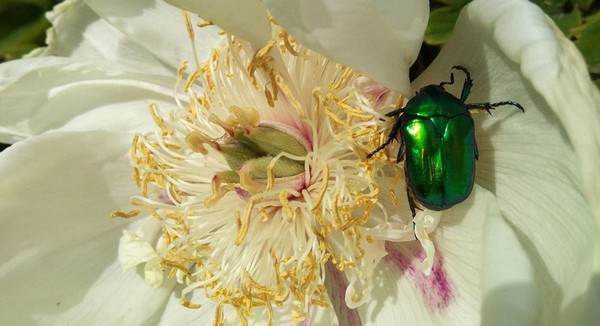 Macro shot of a green beetle on a white flower with detailed petals.