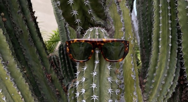 Tortoiseshell sunglasses placed on a cactus